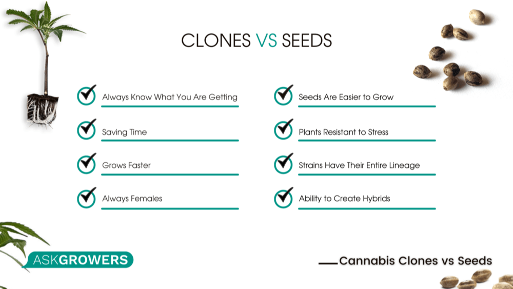 How to Clone Cannabis and Is It Better than Growing from Seeds? AskGrowers